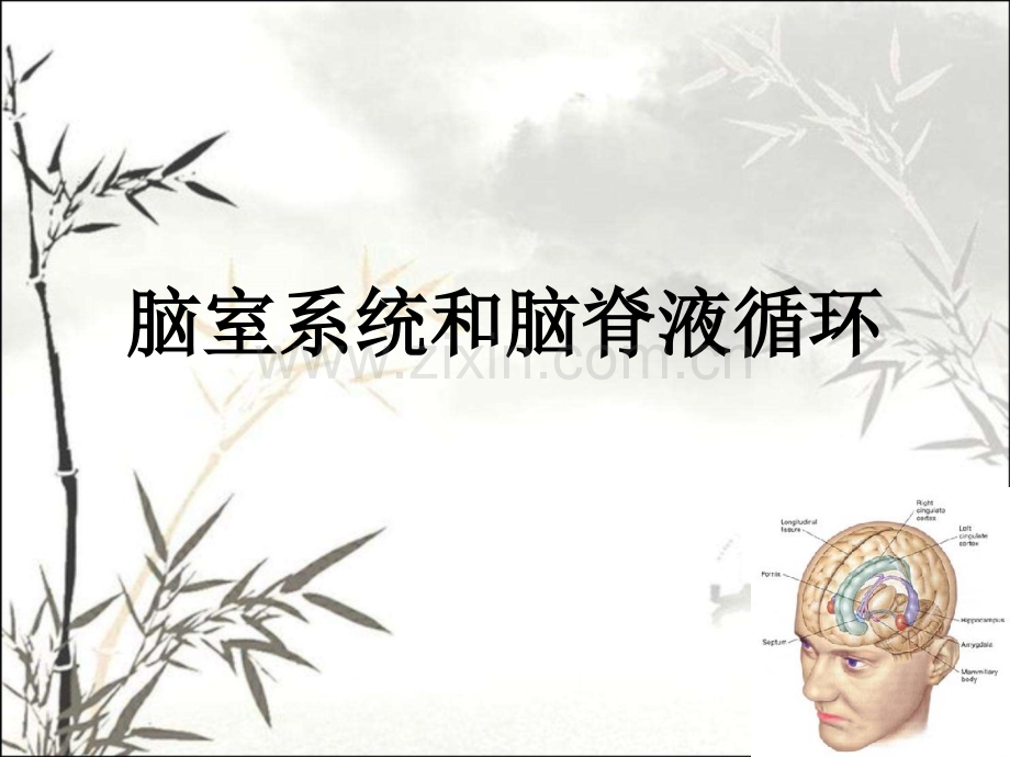 脑室系统解剖ppt.ppt_第1页