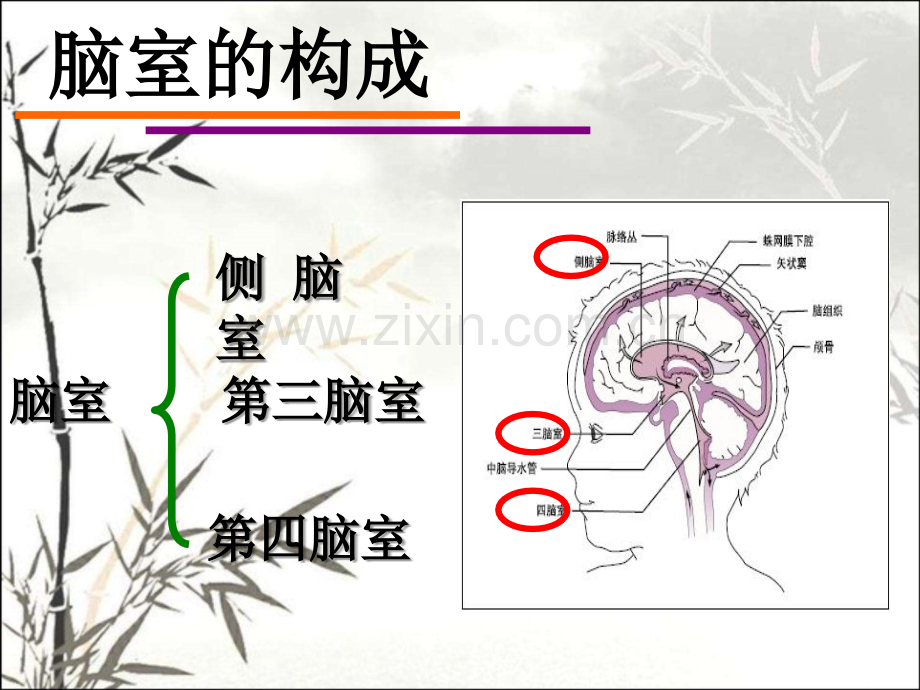 脑室系统解剖ppt.ppt_第2页