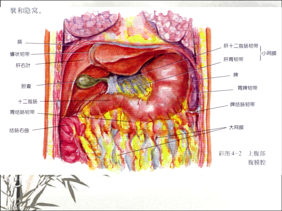 胃的解剖ppt课件-(2).ppt_第2页