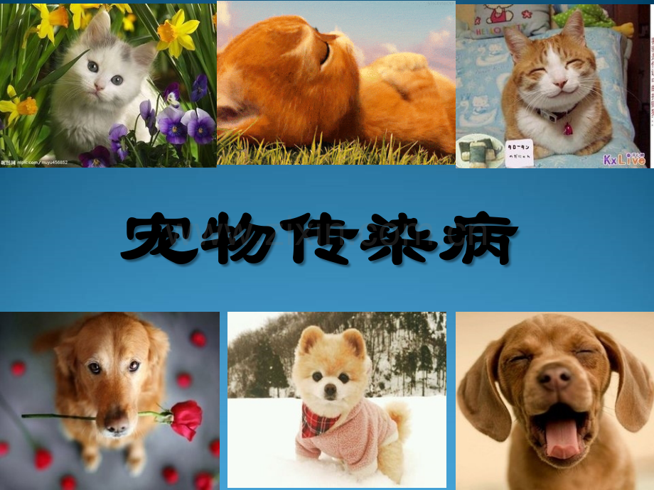 宠物传染病概述-PPT.ppt_第1页