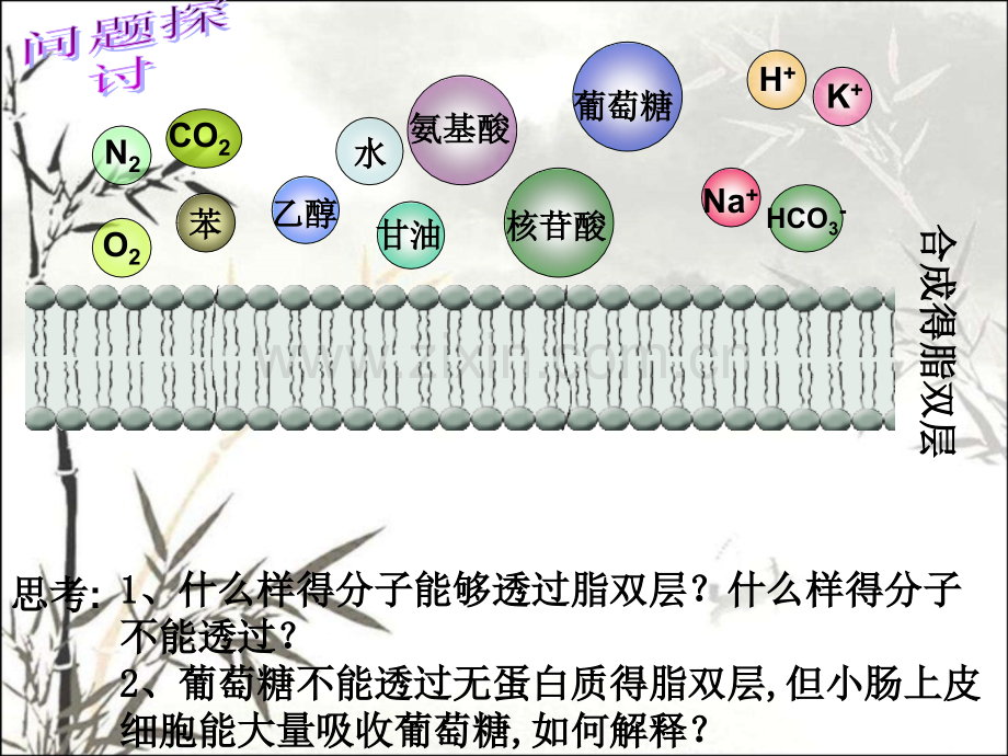 第四章第节物质跨膜运输的方式.pptx_第2页