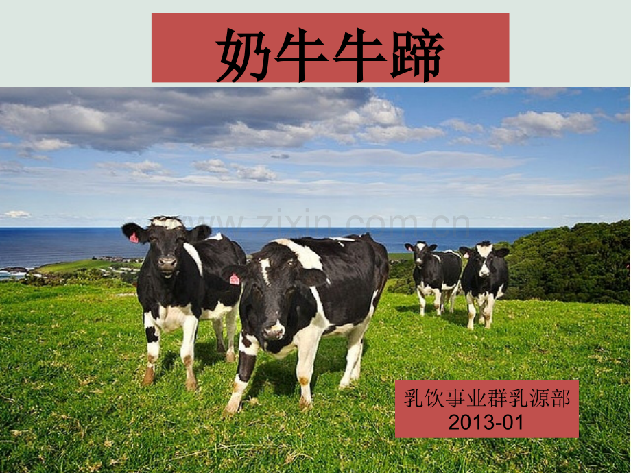 奶牛牛蹄.ppt_第1页