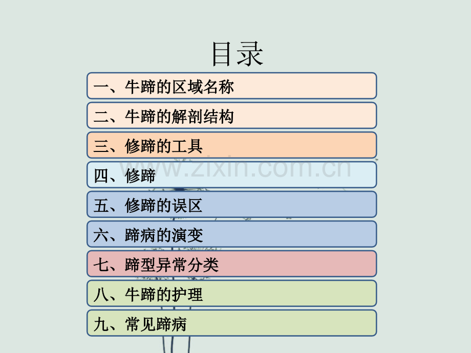 奶牛牛蹄.ppt_第2页