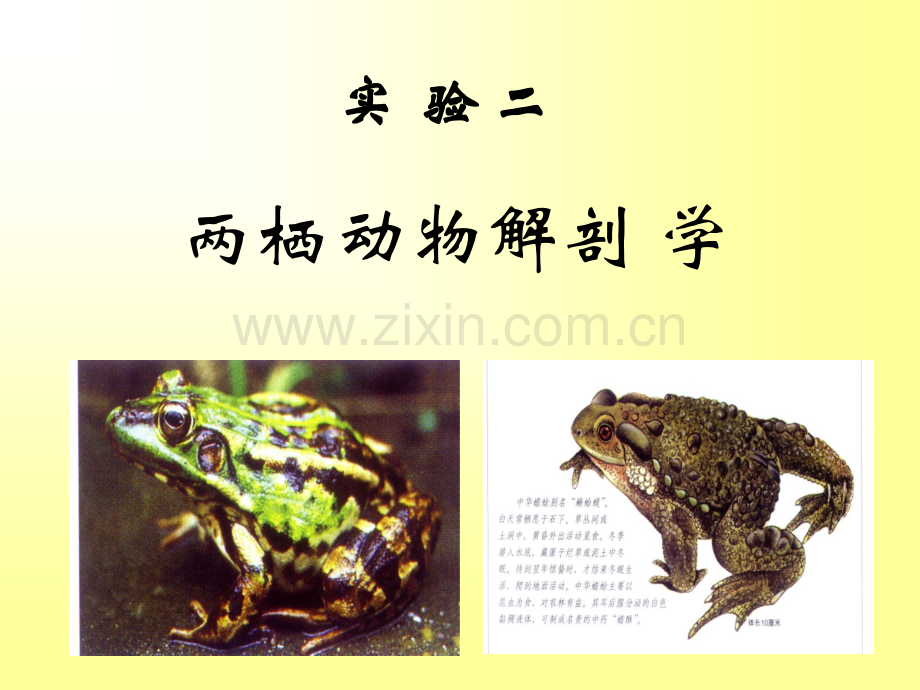 两栖动物解剖-PPT.ppt_第1页