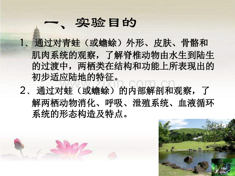 两栖动物解剖-PPT.ppt_第2页