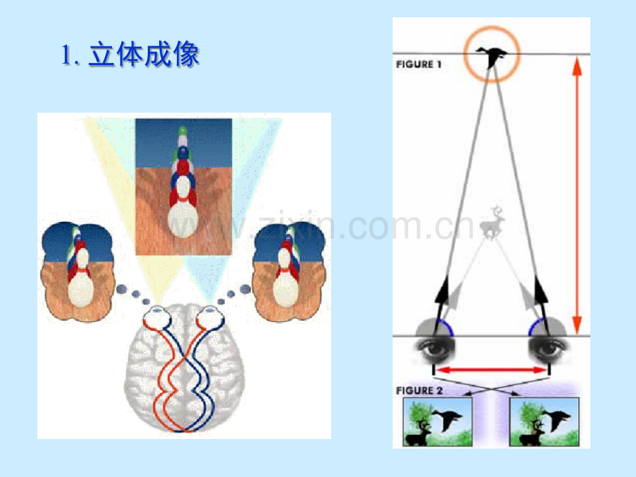 机器视觉测量技术6立体视觉..ppt_第2页