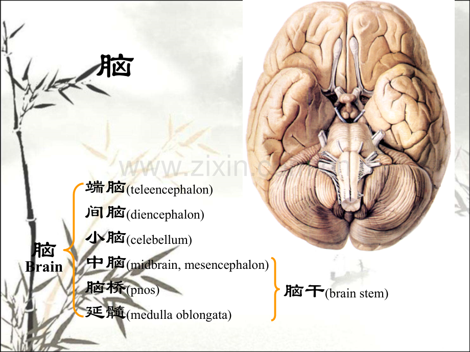 脑干(解剖)ppt课件.ppt_第1页
