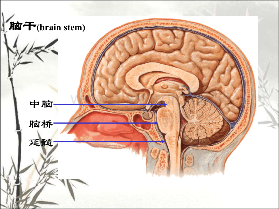 脑干(解剖)ppt课件.ppt_第2页