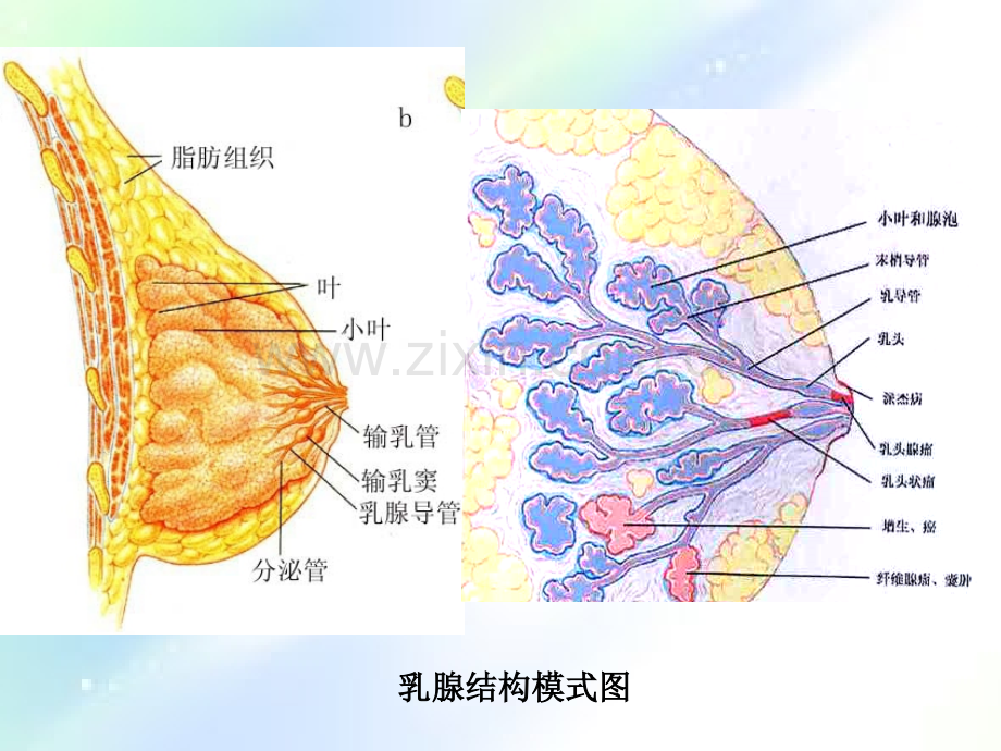 乳腺病理学-PPT.ppt_第2页
