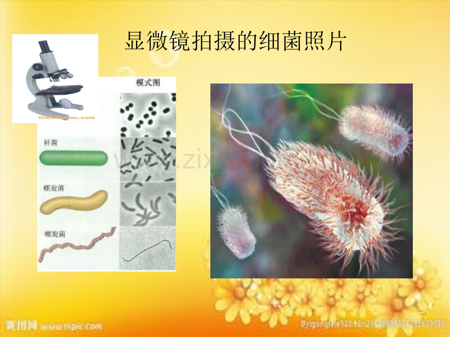 初中物理八年级-显微镜和望远镜.ppt_第2页
