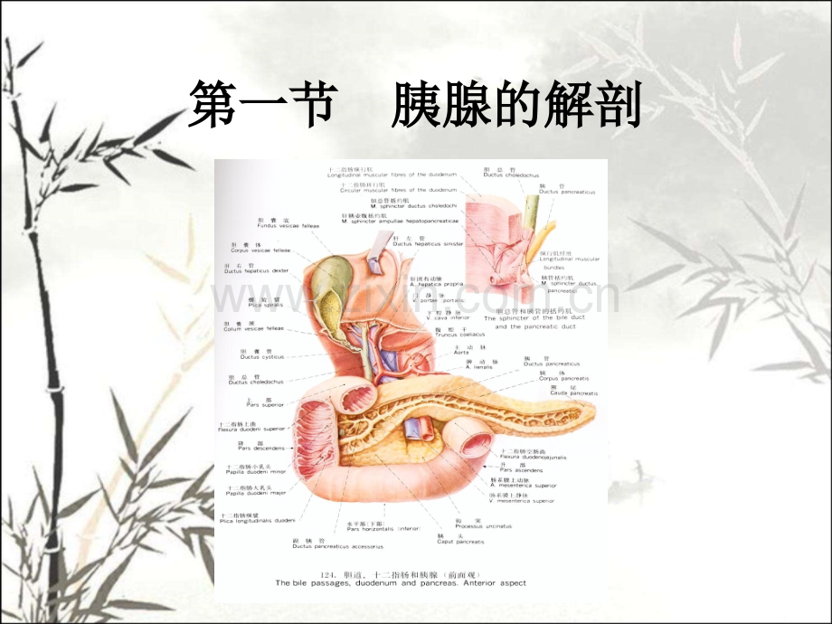 胰腺超声诊断-PPT.pptx_第2页