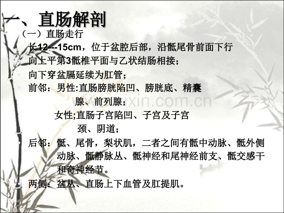 直肠肛管解剖.ppt_第2页