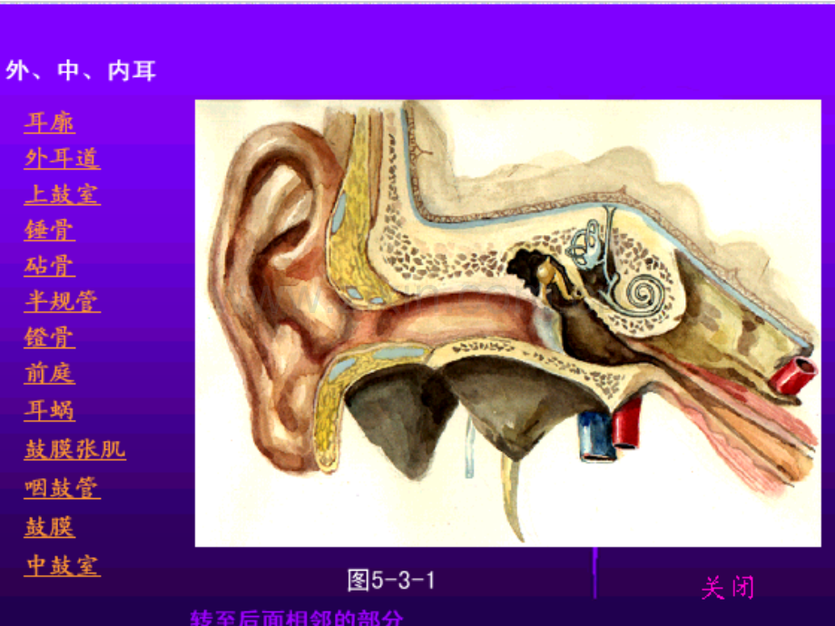 耳鼻咽喉解剖生理-PPT.pptx_第2页
