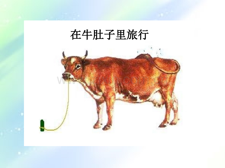 在牛肚子里旅行-PPT.ppt_第1页