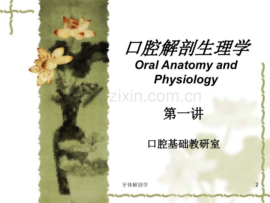 口腔生理解剖-牙体解剖-PPT.ppt_第2页