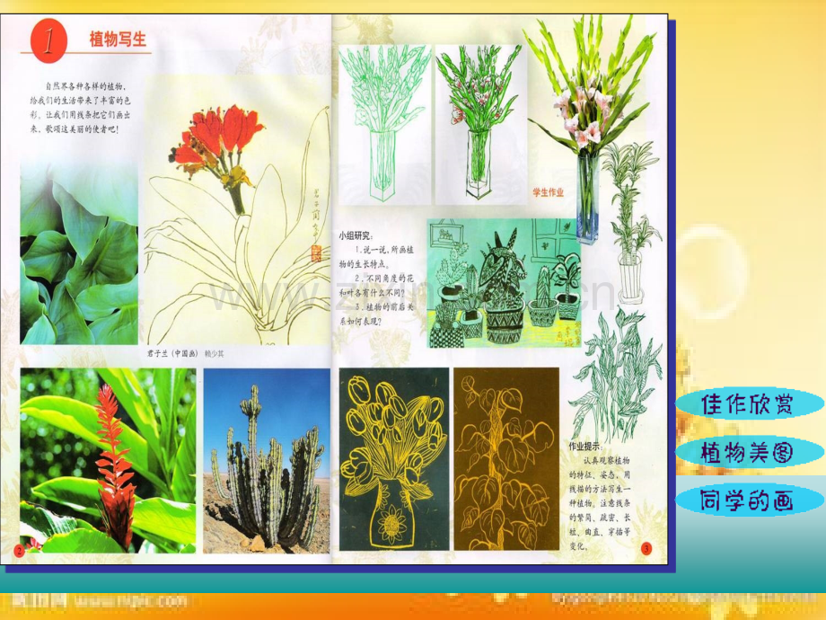 四年级下册美术《植物写生》.ppt_第2页