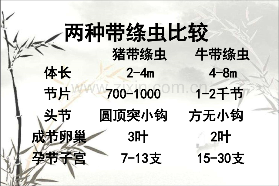 链状带绦虫肥胖带绦虫寄生虫学课件.pptx_第2页