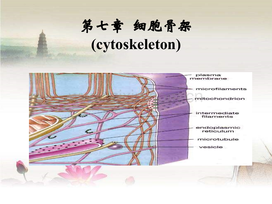 细胞骨架ppt.ppt_第1页