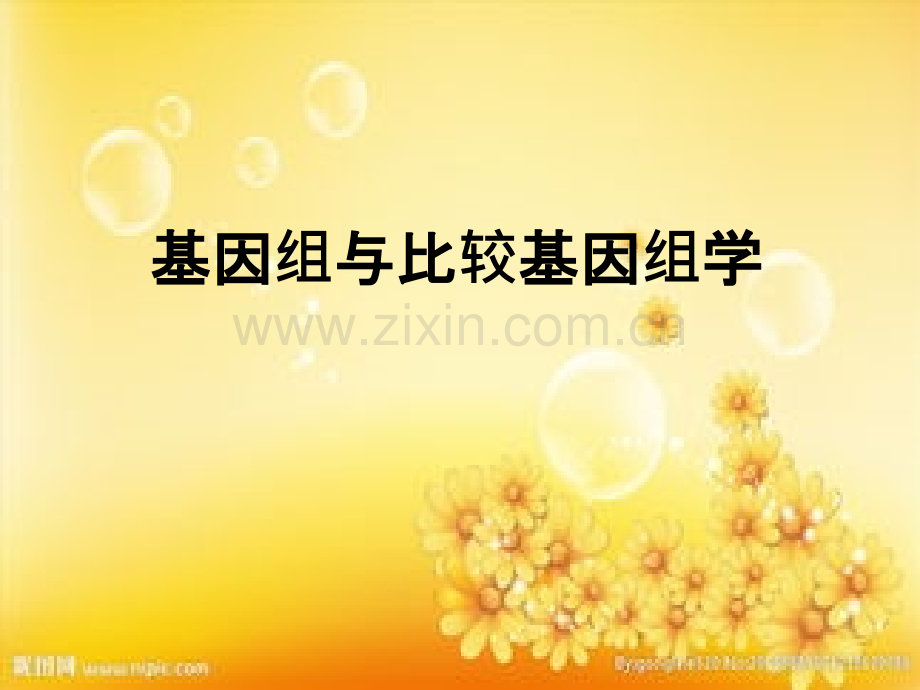 基因组与功能基因组.ppt_第1页