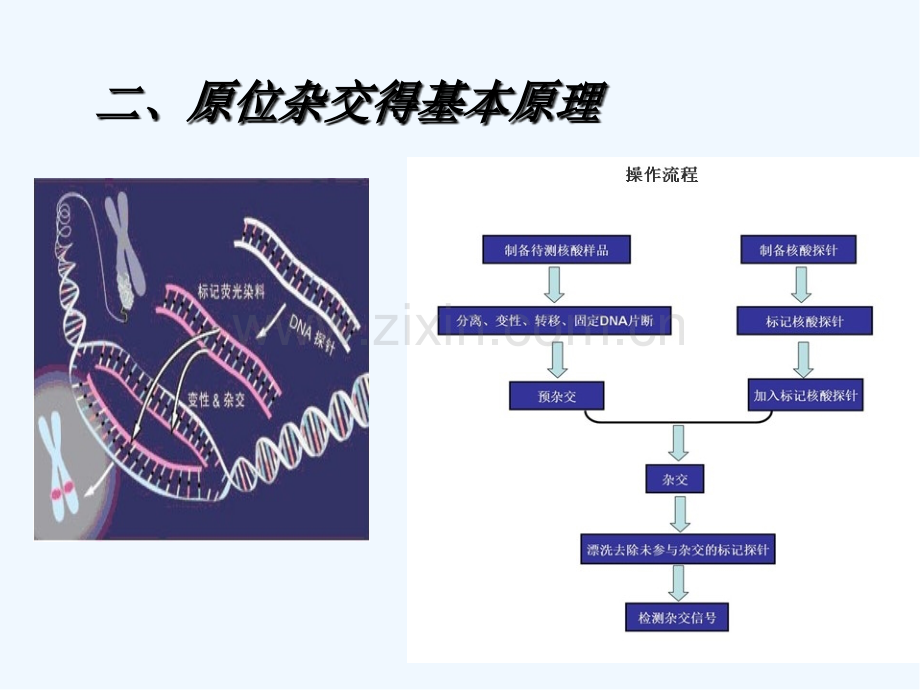 原位分子杂交组织化学.pptx_第2页