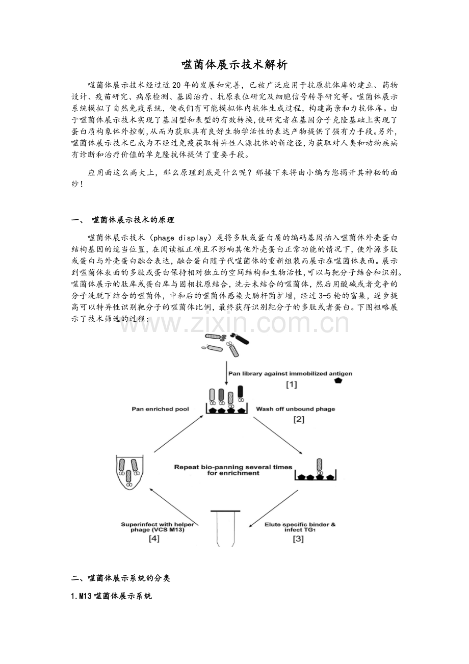 噬菌体展示技术解析.doc_第1页
