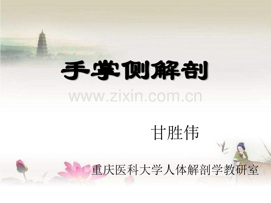 手掌侧解剖ppt.ppt_第1页