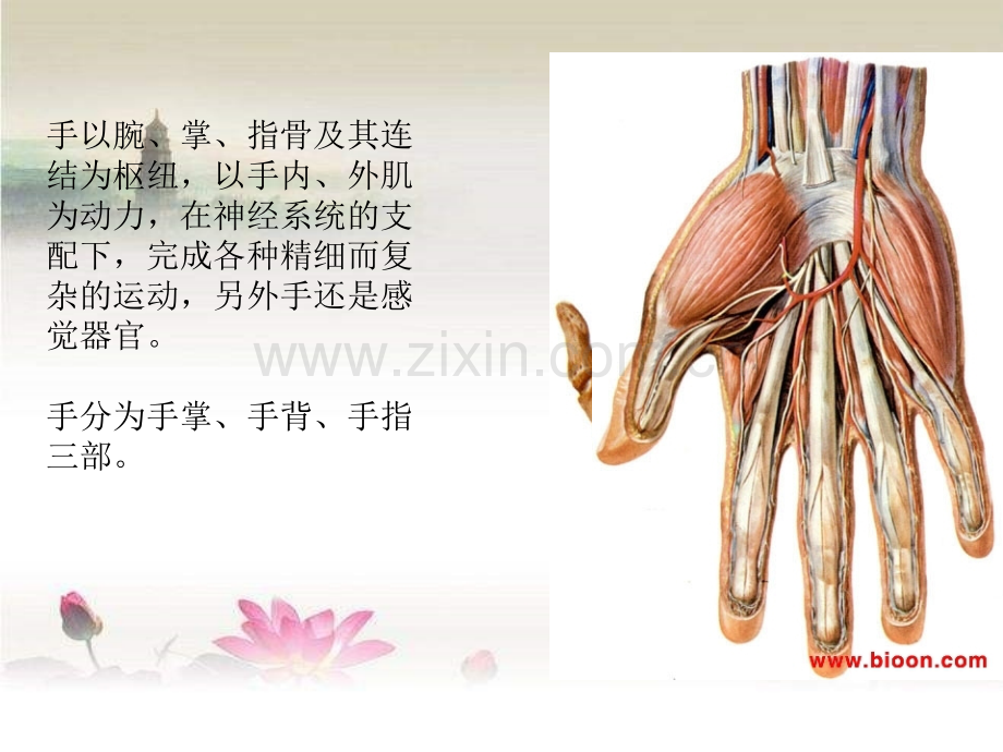 手掌侧解剖ppt.ppt_第2页