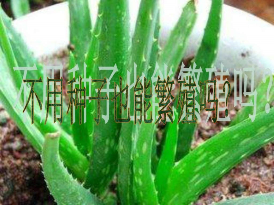 不用种子也能繁殖吗.ppt_第2页
