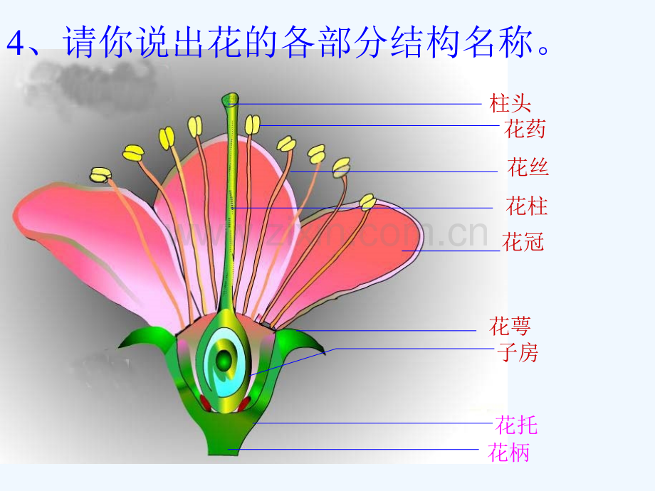 八年级生物上册-第四单元-第二节-传粉与受精-(新版)济南版.ppt_第2页
