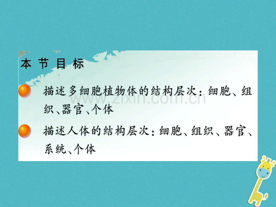 福建省浦城县七年级生物上册4.2生物体的器官、系统(新版)北师大版.ppt_第2页