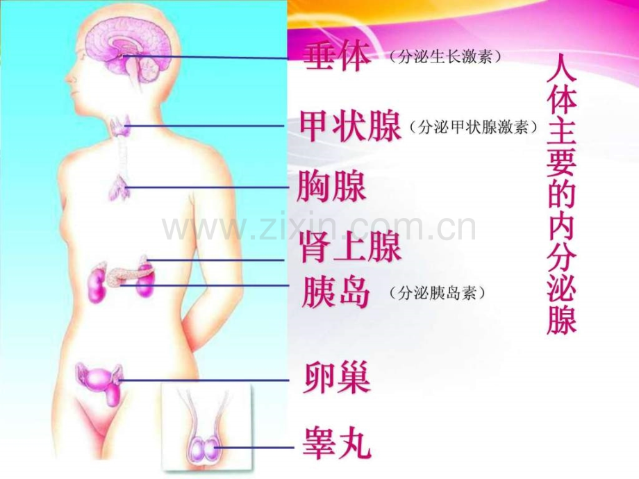《人体激素调节》.ppt_第2页