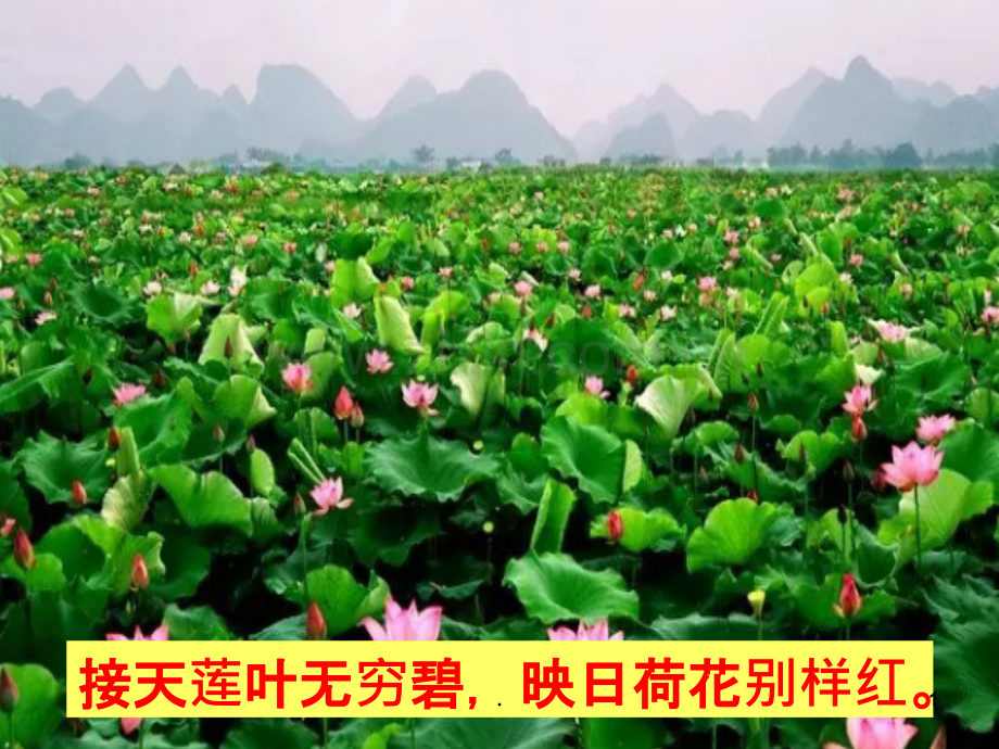 苏幕遮课.ppt_第1页