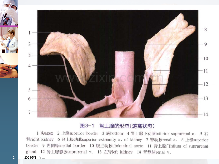 肾上腺外科疾病的诊断治疗指南.ppt_第2页