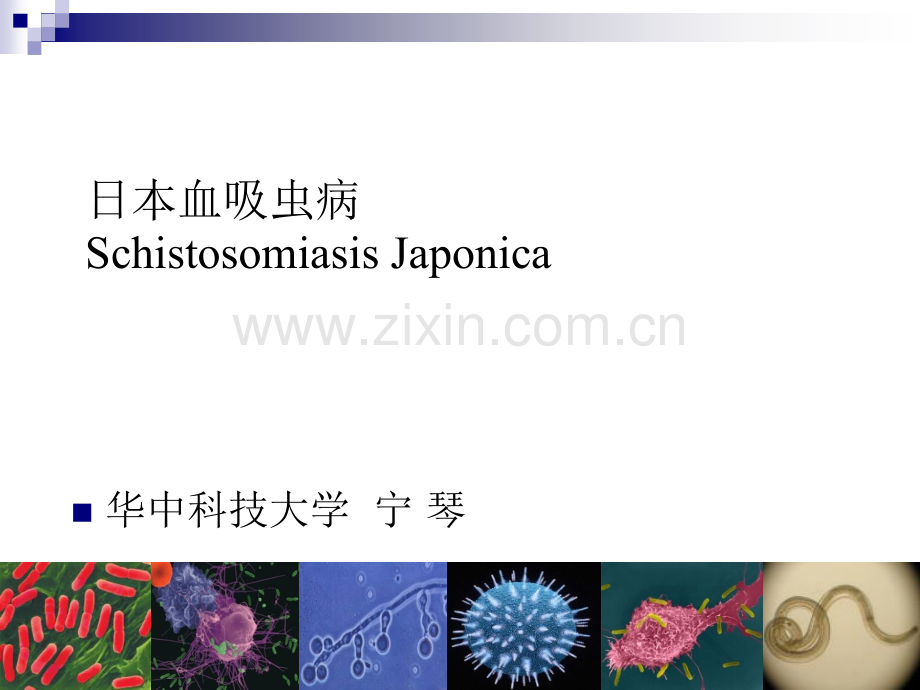 [知识]本血吸虫病.ppt_第2页