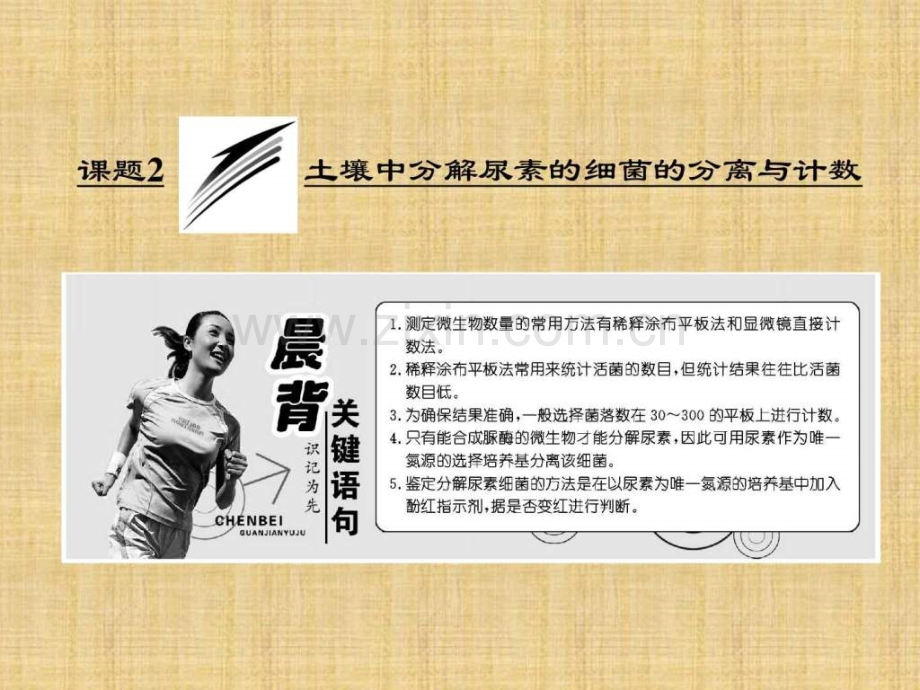 【人教版】2017选修一专题22《土壤中分解尿素细.ppt_第1页