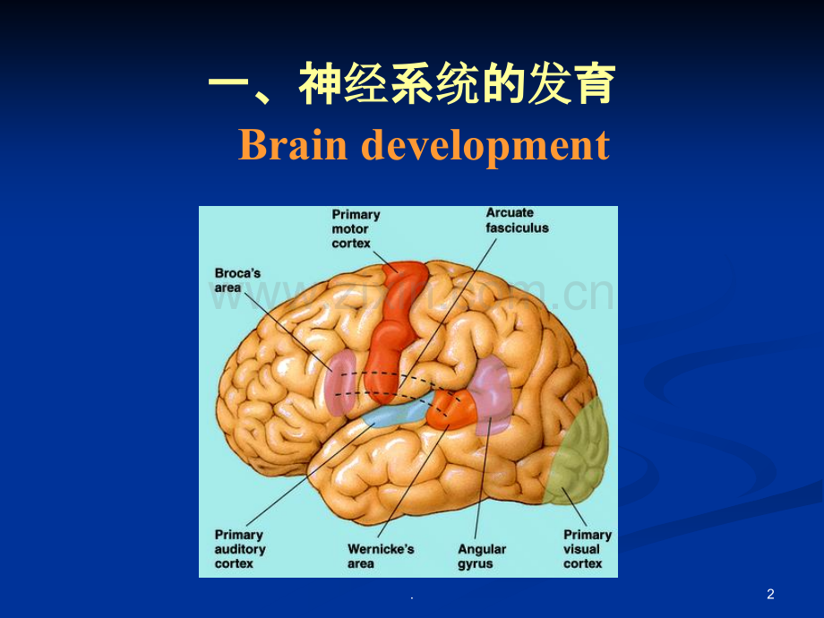 儿童感知发育.ppt_第2页