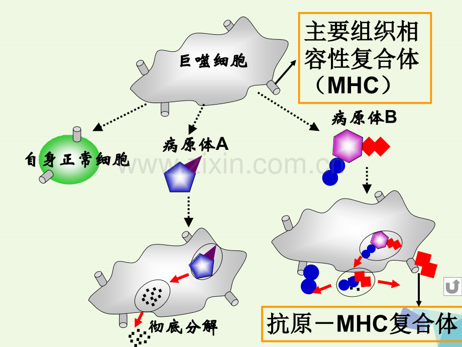 高中生物-第三章-免疫系统与免疫功能-3.2-特异性反应(免疫应答)(第2课时)-浙科版必修3.ppt_第2页