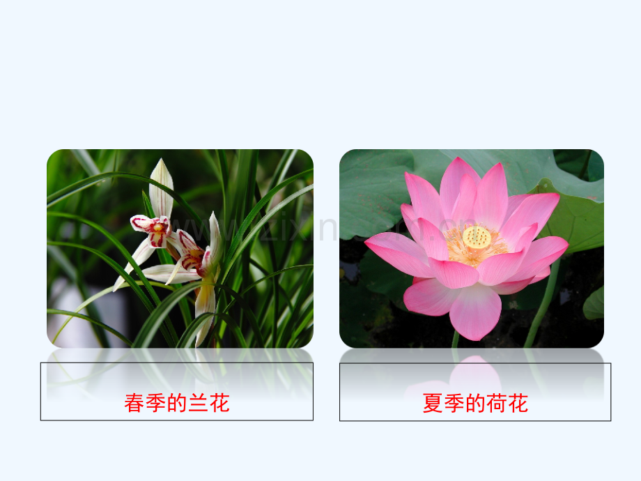 八年级生物上册-4.1.1《花的结构和类型》-(新版)济南版.ppt_第2页