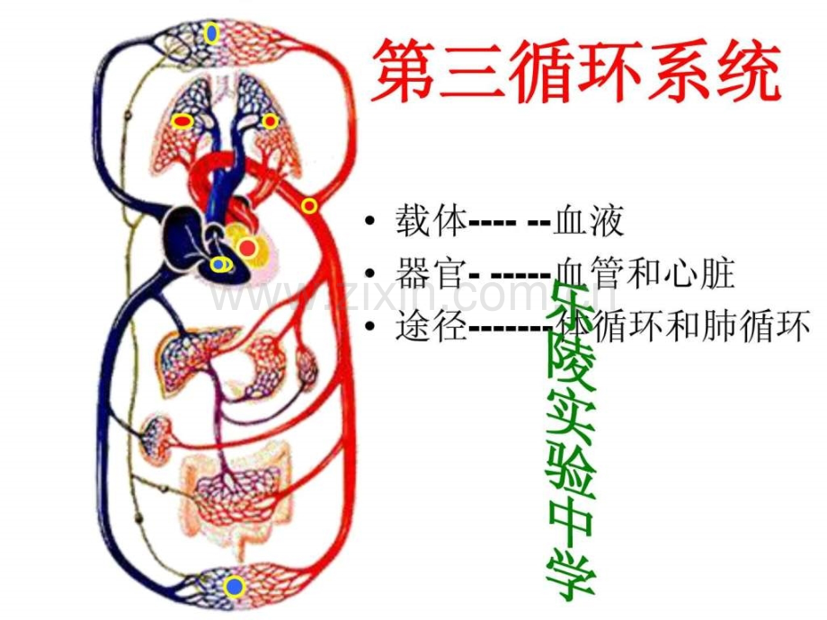 初中生物初三循环系统复习.ppt_第1页
