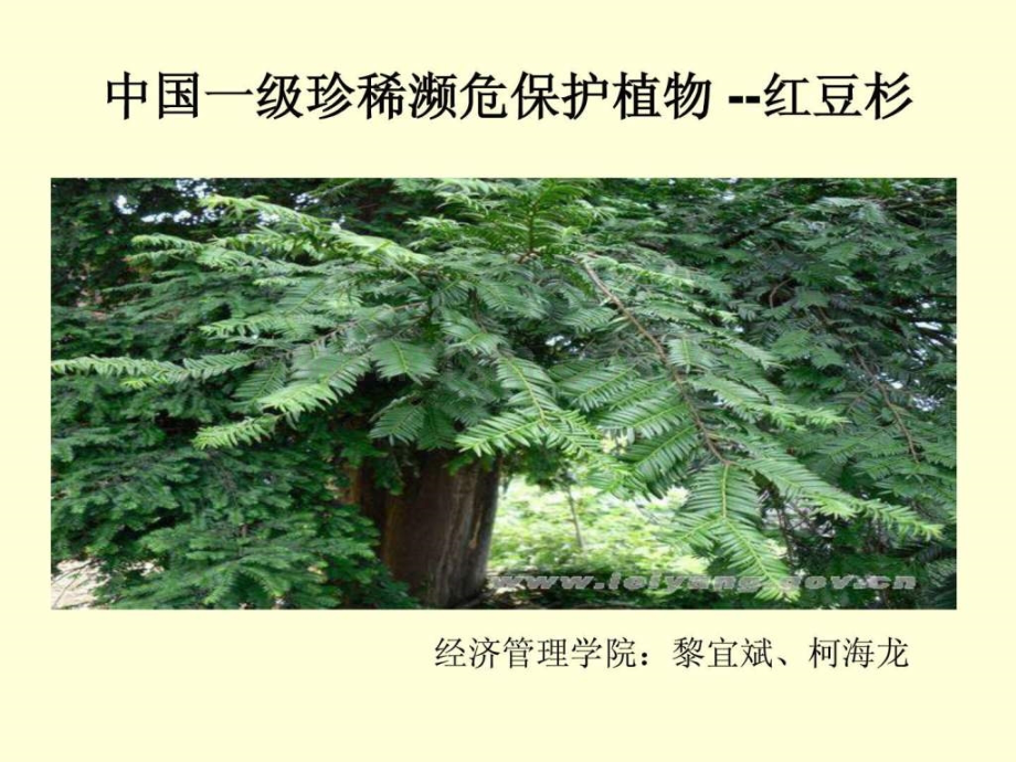 一级濒危植物红豆杉.ppt_第1页