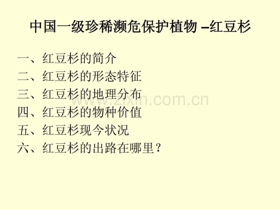 一级濒危植物红豆杉.ppt_第2页