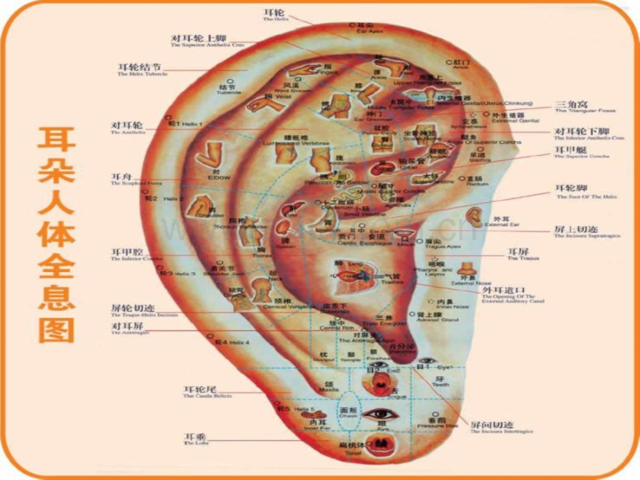 针灸人体穴位图大全1445122170.ppt_第1页