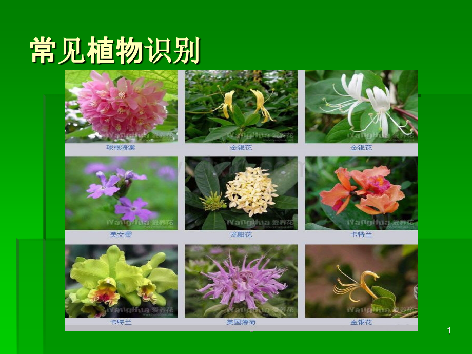 常见植物识别.ppt_第1页