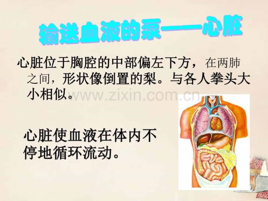 七级生物下册-第三单元-第三章-第二节-物质运输器文库.ppt_第2页