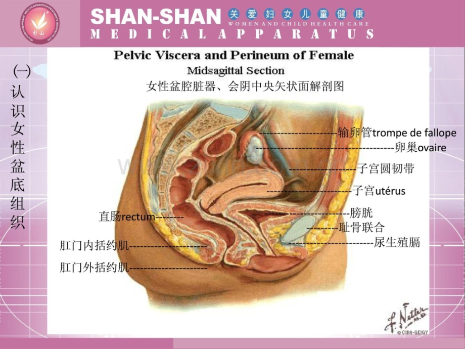 盆底功效妨碍康复治疗(孕妇黉舍版).ppt_第2页