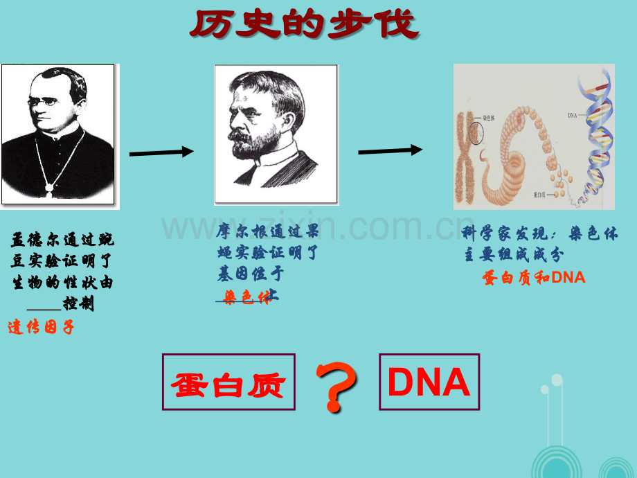 高中生物-3.1-DNA是主要的遗传物质-新人教版必修2.ppt_第2页