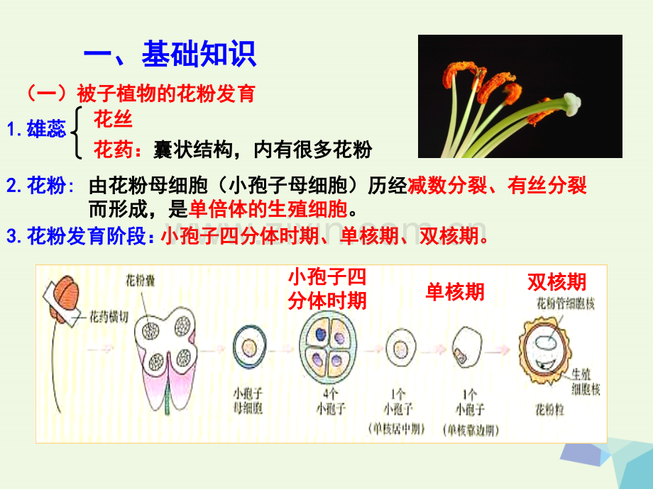 高中生物-专题3-植物的组织培养技术-课题2-月季的花药培养-新人教版选修1.ppt_第2页