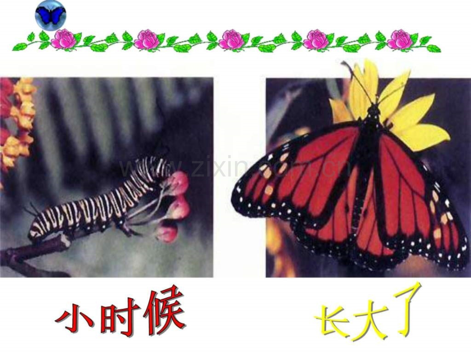 八级生物第二节昆虫生殖和发育人教版.ppt_第1页