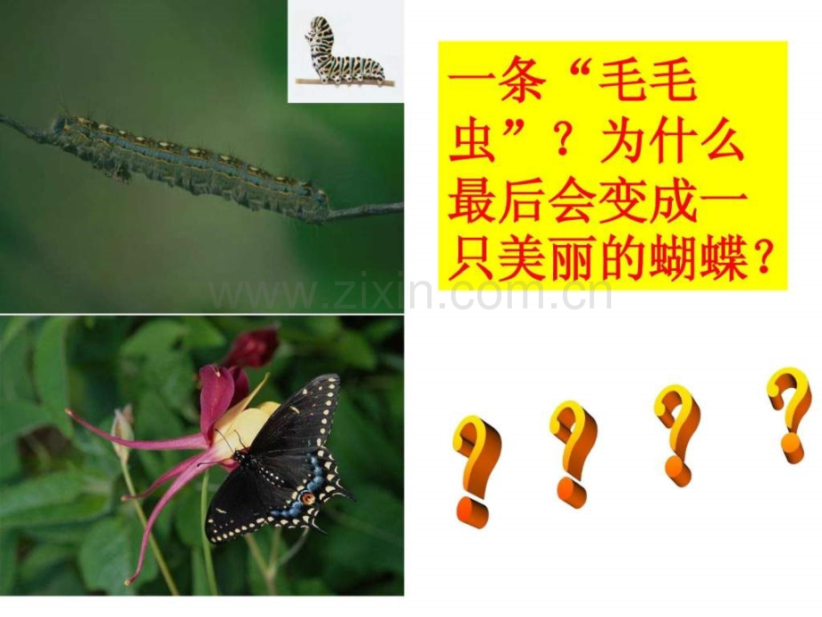 八级生物第二节昆虫生殖和发育人教版.ppt_第2页