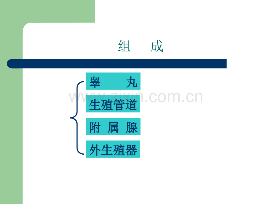 【基础医学】男性生殖系统.ppt_第2页